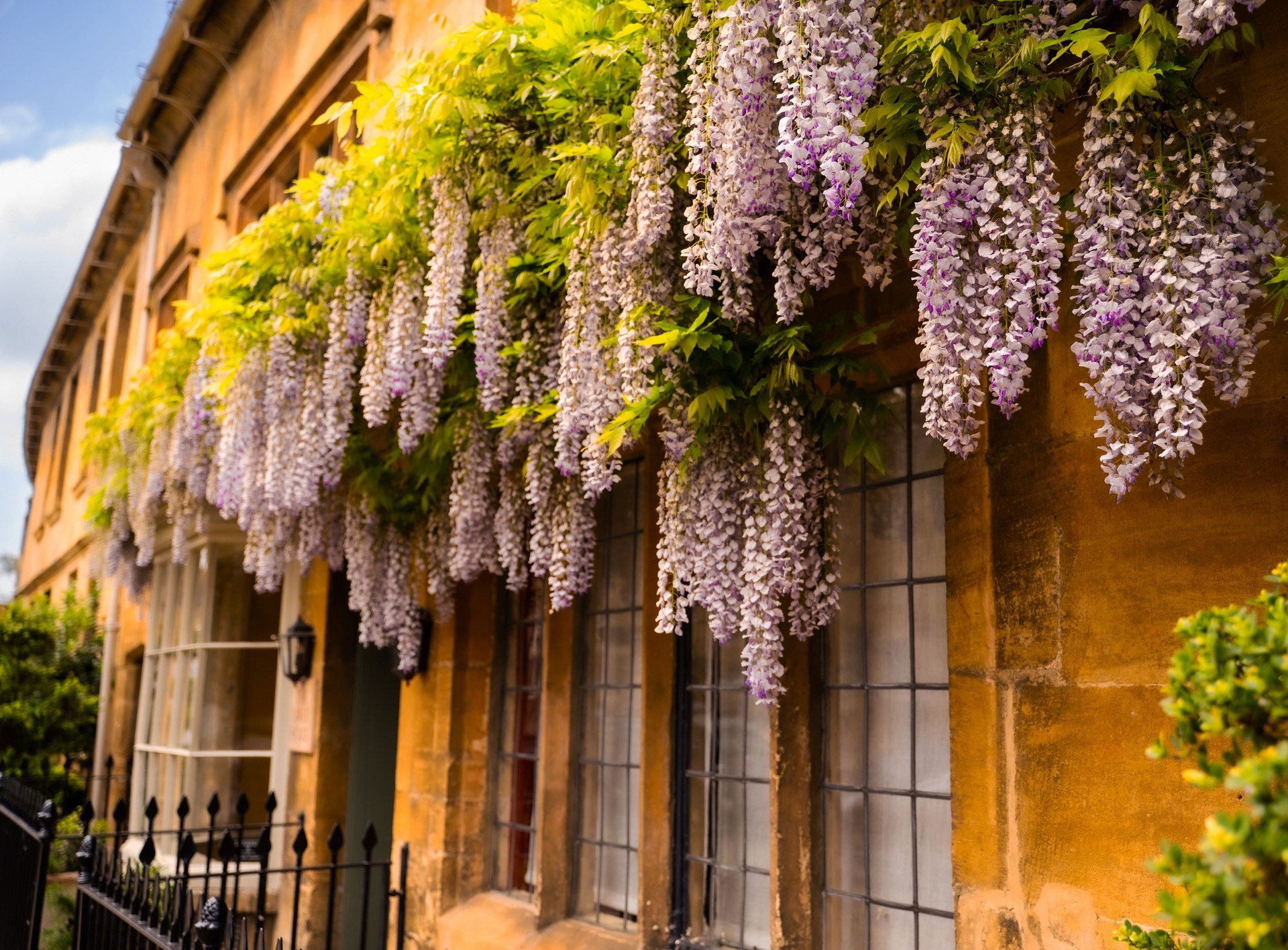 Wisteria Townhouse Wisteria Townhouse